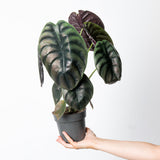 Red Secret metallic copper foliage and nursery plant, illustrative detail