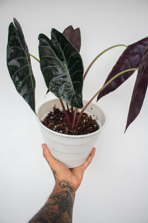 Alocasia plant in white pot on a white background; genus-level reference only, not the copper Red Secret cultivar or included pot. Photo: Jardín De Neko / Pexels.