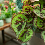 Begonia masoniana Iron Cross close-up of cross-patterned foliage