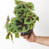 Begonia masoniana Iron Cross, whole nursery plant