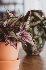 Patterned Rex Begonia in light indoor styling; genus-level foliage reference only, not the exact Iron Cross cultivar or supplied pot. Photo: Vincent M.A. Janssen / Pexels.