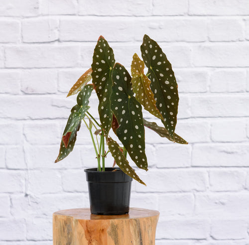 Begonia maculata Polka Dot in 14 cm nursery pot, illustrative of the smaller size. Representative photo; actual presentation follows the selected variant.