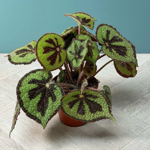 Begonia masoniana Iron Cross, representative of 14 cm nursery pot foliage. Representative image; actual size and plant shape vary.