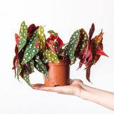 Begonia maculata Polka Dot, whole 14 cm nursery plant
