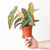 Begonia maculata Polka Dot, side view showing silver spots