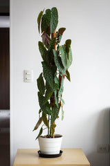 Polka Dot Begonia maculata against a light white interior wall; illustrative larger specimen, not the selected 14 cm plant size. Photo: Jardín De Neko / Pexels.