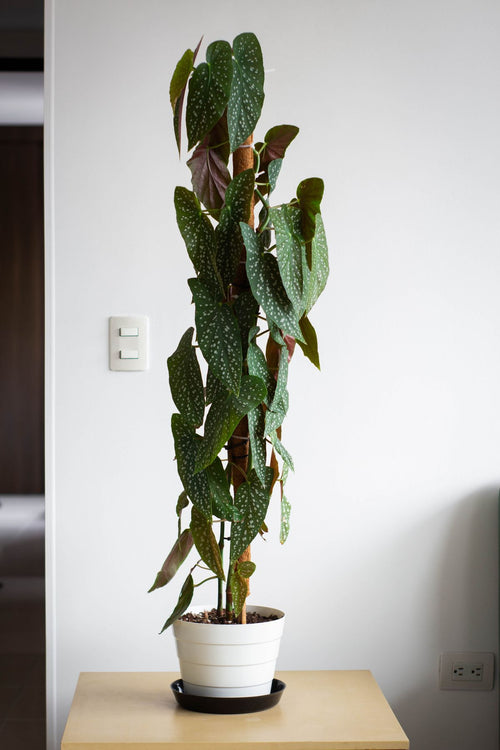 Polka Dot Begonia maculata against a light white interior wall; illustrative larger specimen, not the selected 14 cm plant size. Photo: Jardín De Neko / Pexels.
