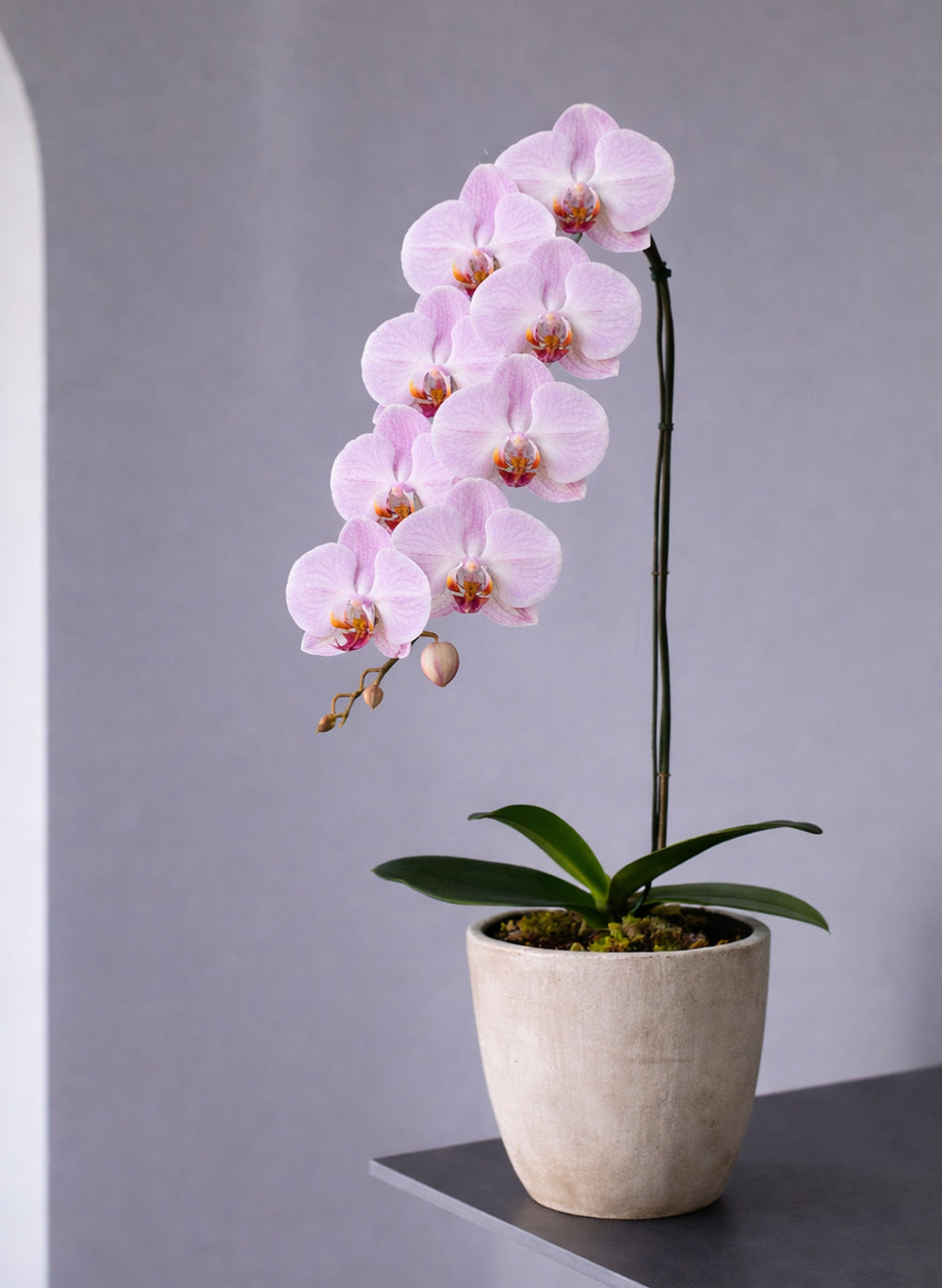 Single blush pink Phalaenopsis stem in neutral ceramic planter; container reference subject to fulfilment confirmation.