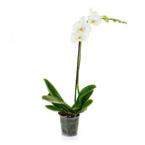 Single white Phalaenopsis stem in transparent nursery pot; no decorative planter included in this reference view.