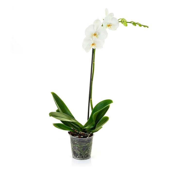 White Phalaenopsis Orchid