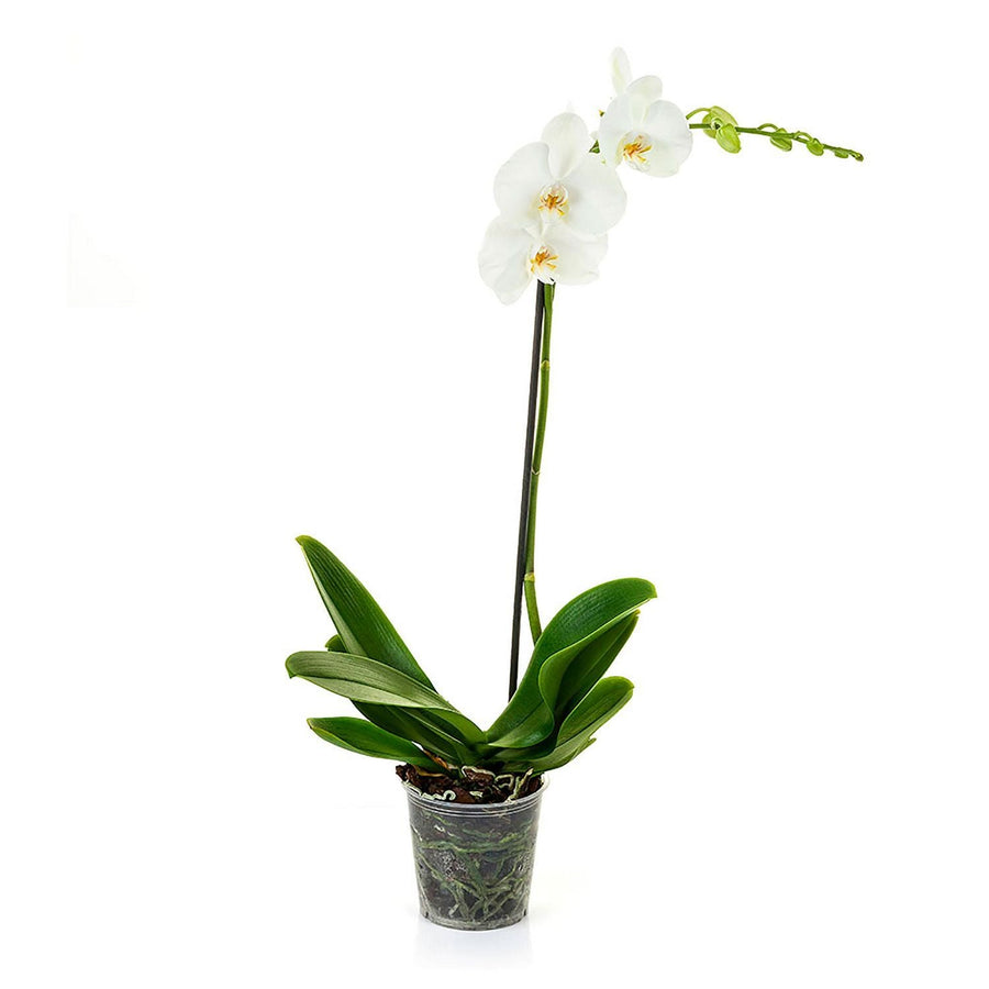 White Phalaenopsis Orchid