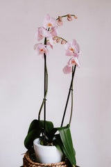Pink Phalaenopsis orchid against a neutral light backdrop; illustrative plant and decorative pot, not exact Luma variant. Photo: Mathias Reding / Pexels.