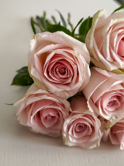 Soft blush pink roses against a clean white backdrop; reference, not the exact rose count or Luma packaging. Photo: Irene Ästhetik / Pexels.