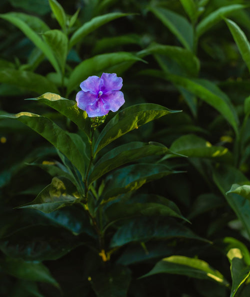 Brunfelsia purple blossoms in a bright botanical detail view; actual white/lilac seasonal flowering and supplied pot may differ; not a studio white-background product photograph. Photo: Neron Photos / Pexels.