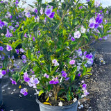 Brunfelsia Yesterday Today and Tomorrow flowering shrub with purple, lilac and white flowers in a nursery pot, representative of the 19 cm bush. Actual plants and presentation may vary.