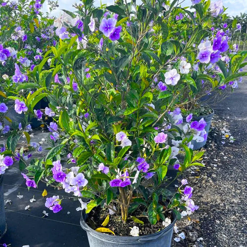 Brunfelsia Yesterday Today and Tomorrow flowering shrub with purple, lilac and white flowers in a nursery pot, representative of the 19 cm bush. Actual plants and presentation may vary.