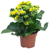 Calandiva double-flowered Kalanchoe in nursery pot; flower colour may vary. Representative photograph; size and shape vary naturally.