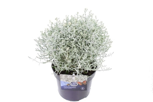 Calocephalus brownii dense silver ball in approximately 13–14 cm nursery pot. Representative product photograph; selected size and colour may differ.