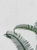 Fine fern-style branching texture against white wall; general foliage/detail reference only, not the exact silver Calocephalus bush. Photo: Studio D / Pexels.