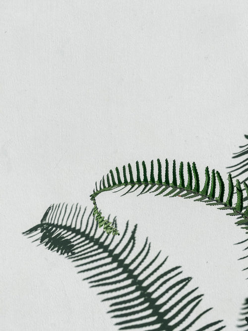 Fine fern-style branching texture against white wall; general foliage/detail reference only, not the exact silver Calocephalus bush. Photo: Studio D / Pexels.