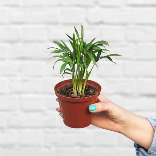 Young Chamaedorea elegans love palm in nursery pot, representative of the small size. Image is illustrative; select a variant for the listed pot diameter.