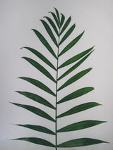 Single Chamaedorea elegans palm frond on a clean white background; accurate species foliage detail, not the entire supplied plant or pot. Photo: Marta Nogueira / Pexels.