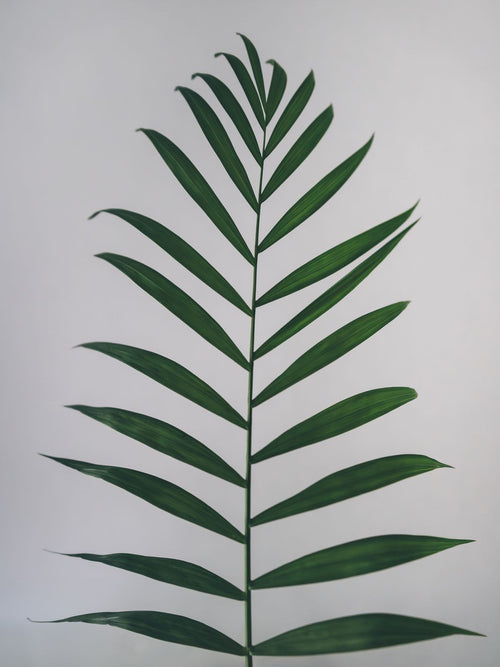 Single Chamaedorea elegans palm frond on a clean white background; accurate species foliage detail, not the entire supplied plant or pot. Photo: Marta Nogueira / Pexels.