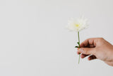 Single white chrysanthemum blossom against a clean white background; bloom-form reference only, flower colours and potted plant vary. Photo: kaboompics / Pexels.