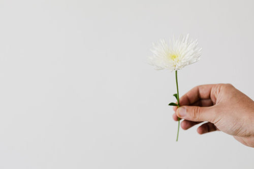 Single white chrysanthemum blossom against a clean white background; bloom-form reference only, flower colours and potted plant vary. Photo: kaboompics / Pexels.