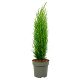 Upright Cupressus conifer in 19 cm nursery pot, representative of the natural form; lollipop variants differ