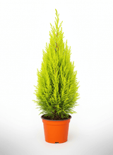 Cupressus macrocarpa lemon cypress, representative conical nursery-pot form; size varies. Representative photograph; size and shape vary naturally.