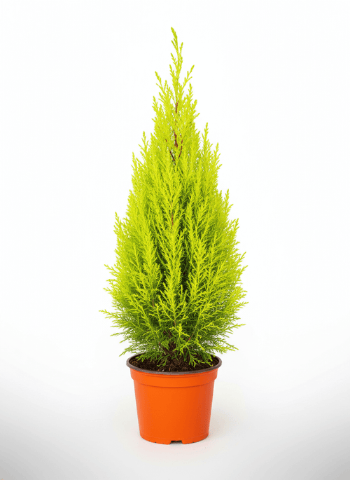 Cupressus macrocarpa lemon cypress, representative conical nursery-pot form; size varies. Representative photograph; size and shape vary naturally.