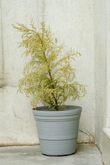 Complete small potted Cupressus/cypress photographed against a pale textured wall. White/light-background whole-plant reference; exact species, selected nursery pot and lollipop form may differ. Photo: Deniss Bojanini / Pexels.