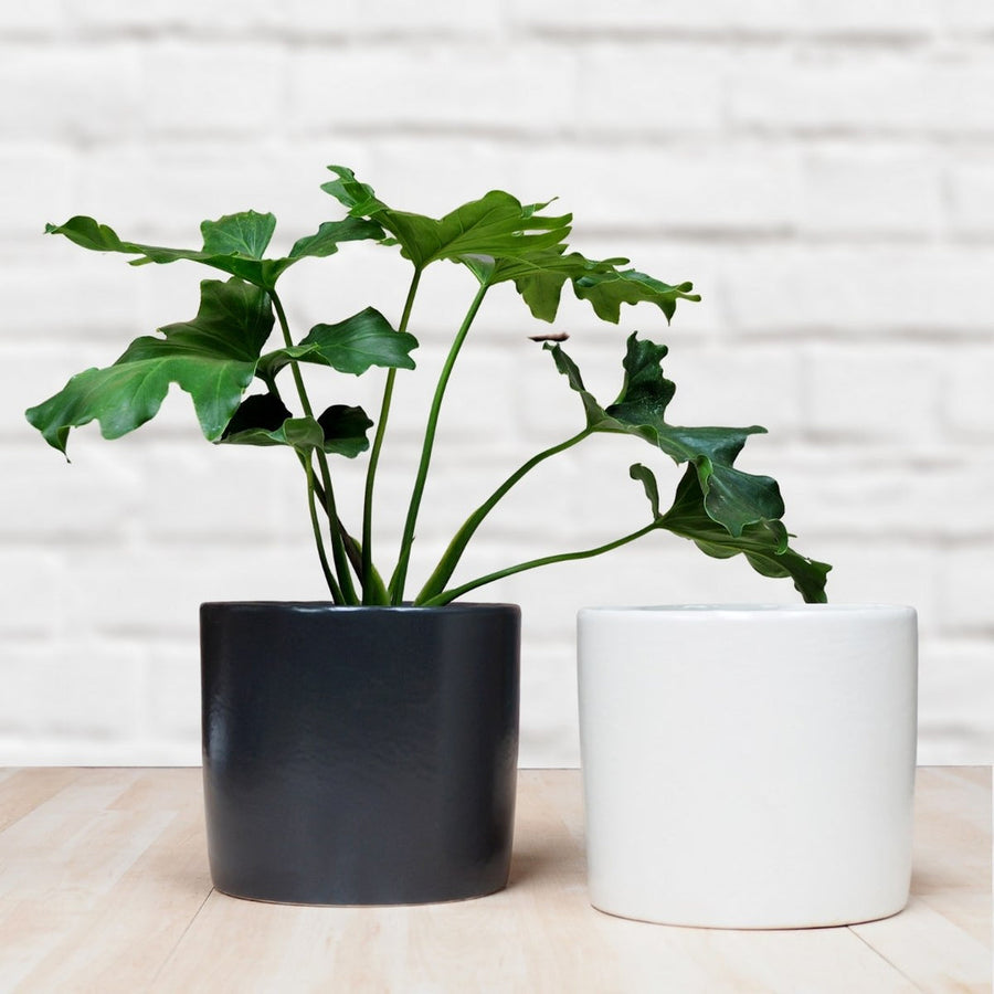 Cylinder Planter Duo — Charcoal & White