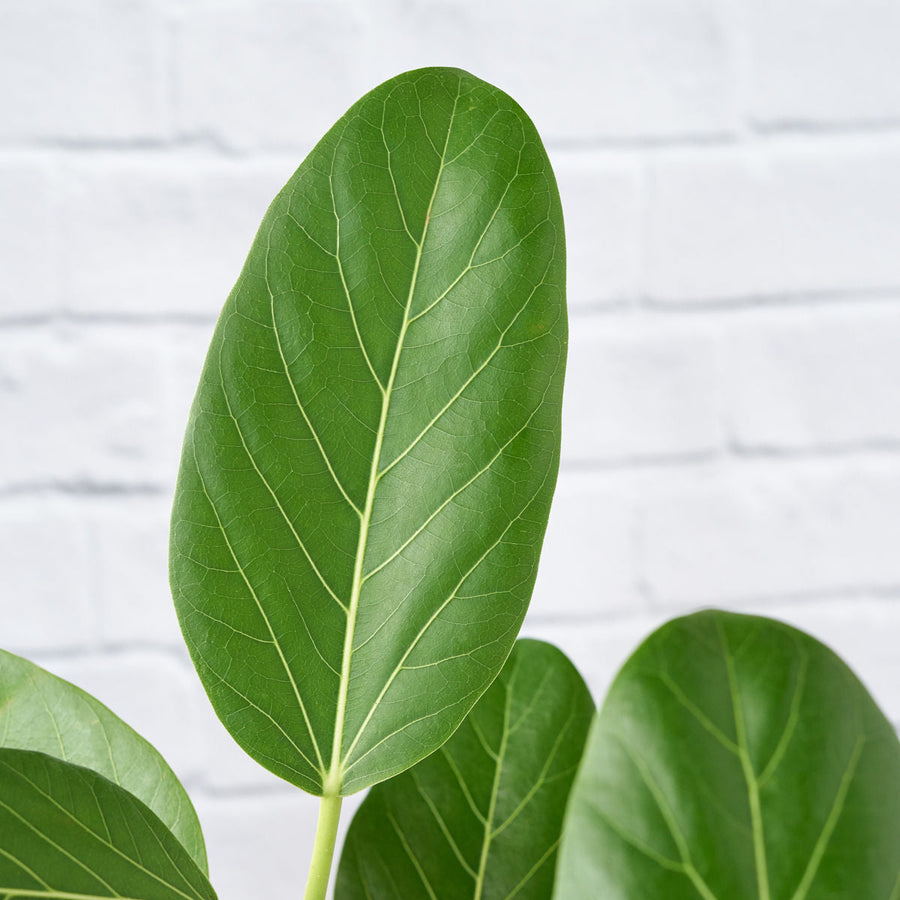 Ficus Audrey