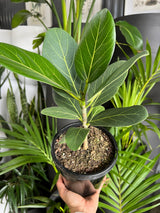 Ficus Audrey close-up of distinct pale-veined leaves and black nursery pot.