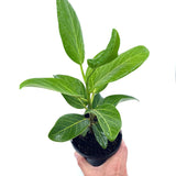 Ficus Audrey foliage and compact plant shown in a black nursery pot, size reference only.