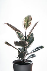 Green Ficus elastica in a bright white studio setting; Ficus-family appearance reference ONLY, not the exact Ficus Audrey species or pot size. Photo: Alex Staudinger / Pexels.
