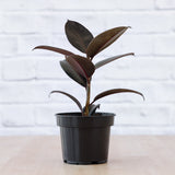 Ficus elastica Abidjan in 14 cm nursery pot; dark burgundy-green leaves. Representative photo; actual presentation follows the selected variant.
