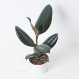 Abidjan Burgundy rubber plant 12–14 cm nursery-grown size reference