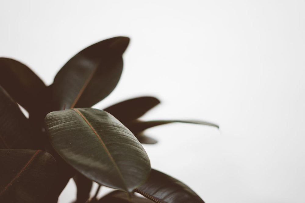 Ficus Elastica Abidjan