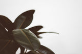 Dark rubber-plant leaf on a white background; rubber-plant species detail only, not the exact Abidjan cultivar, supplied size or container. Photo: Scott Webb / Pexels.