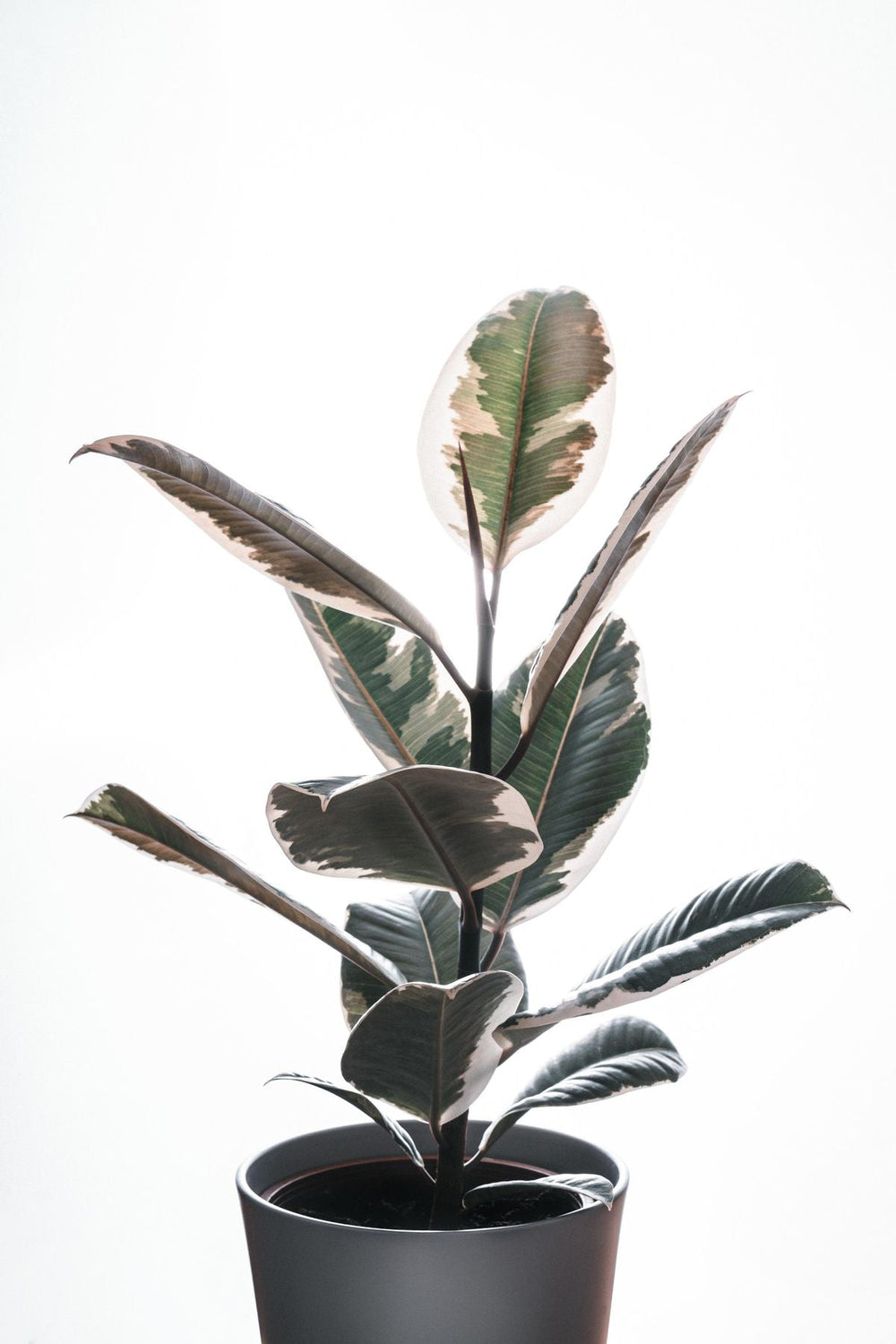 Ficus Elastica Robusta