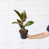 Included item 2 of 3: Ficus Elastica Robusta. Shown separately; purchase includes all stated plants, not only the pictured item.