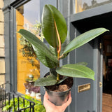 Robusta in 14 cm nursery pot, angled foliage view