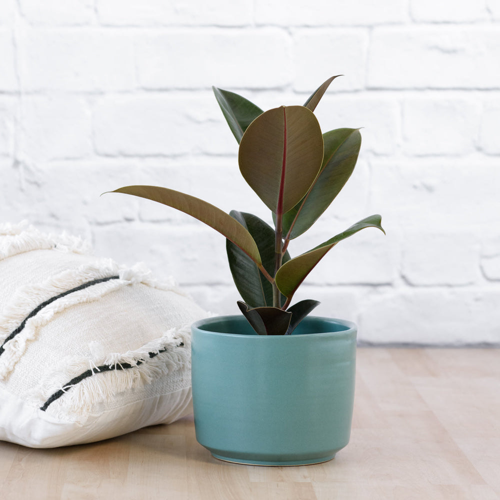 Ficus Elastica Robusta