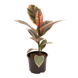 Ruby variegated rubber plant in 14 cm black nursery pot