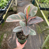 Ruby leaf colour detail, mature 15 cm nursery plant as size reference