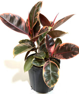 Ficus elastica Ruby with pink, cream and green variegated foliage in a nursery pot. Representative image; actual size and plant shape vary.