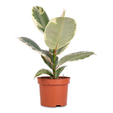 Ficus elastica Tineke green and cream variegated rubber plant in a small nursery pot. Image is illustrative; select a variant for the listed pot diameter.